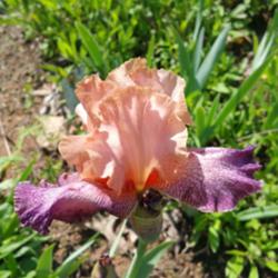 Location: Thelma Boose's garden
Date: 2016-05-07