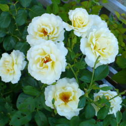Location: Nora's Garden - Castlegar, B.C.
Date: 2012-08-11
 5:56 pm. The wonderfully strong fragrance is a joy to inhale.