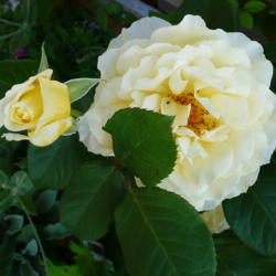 Location: Nora's Garden - Castlegar, B.C.
Date: 2012-05-10
 4:00 pm. A full petalled pale yellow Floribunda with strong, hea