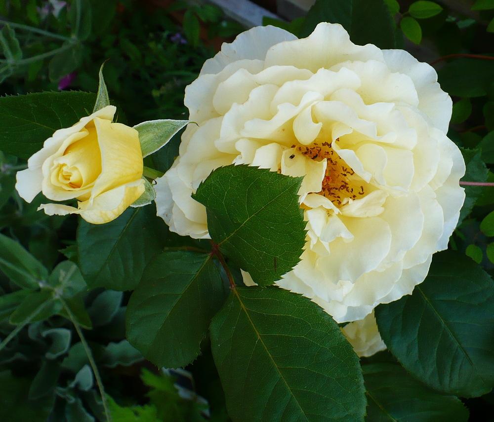 Photo of Rose (Rosa 'White Licorice') uploaded by HemNorth