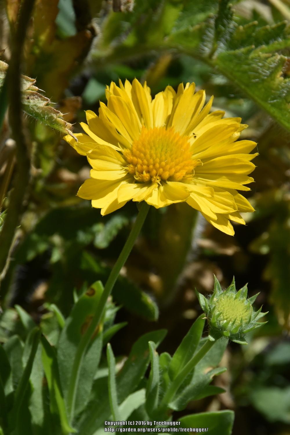 Photo of Blanket Flower (Gaillardia Mesa™ Yellow) uploaded by treehugger