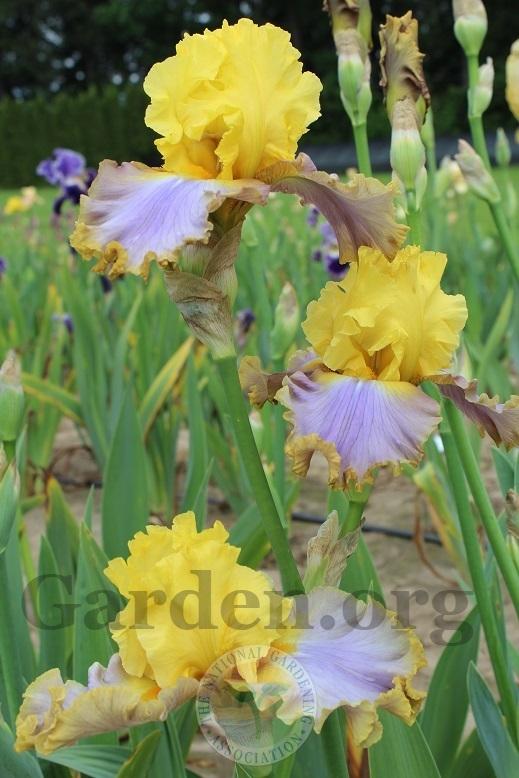 Photo of Tall Bearded Iris (Iris 'Catwalk Queen') uploaded by HighdesertNiki