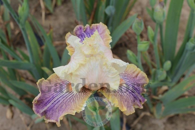 Photo of Tall Bearded Iris (Iris 'Carnival of Color') uploaded by HighdesertNiki