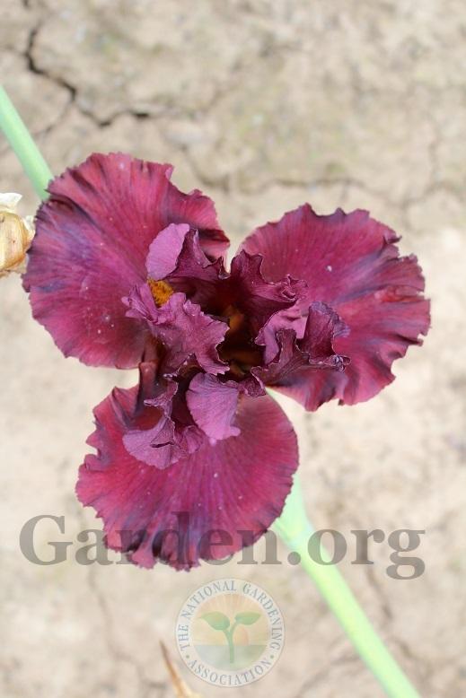 Photo of Tall Bearded Iris (Iris 'Cardinal Rule') uploaded by HighdesertNiki
