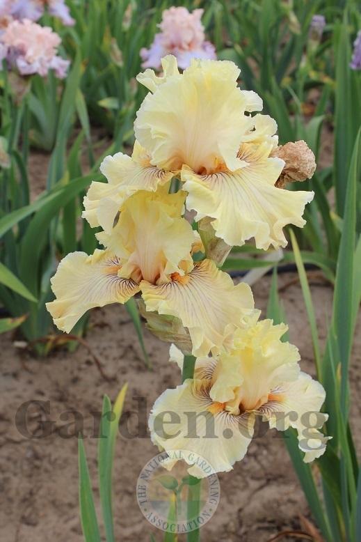 Photo of Tall Bearded Iris (Iris 'Cotillion Gown') uploaded by HighdesertNiki