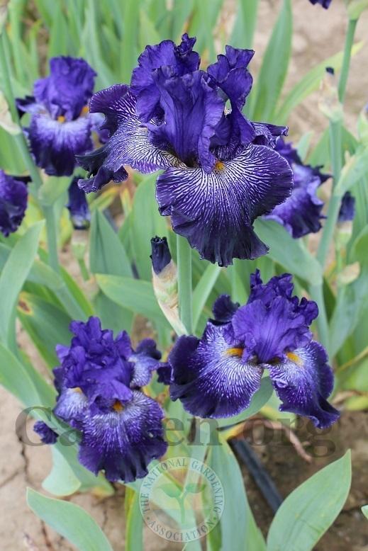 Photo of Tall Bearded Iris (Iris 'Clotho's Web') uploaded by HighdesertNiki