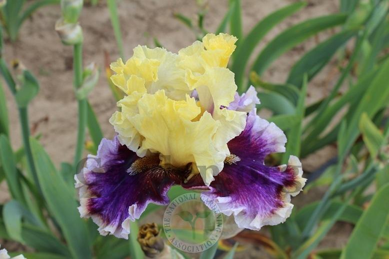 Photo of Tall Bearded Iris (Iris 'Carnival Capers') uploaded by HighdesertNiki