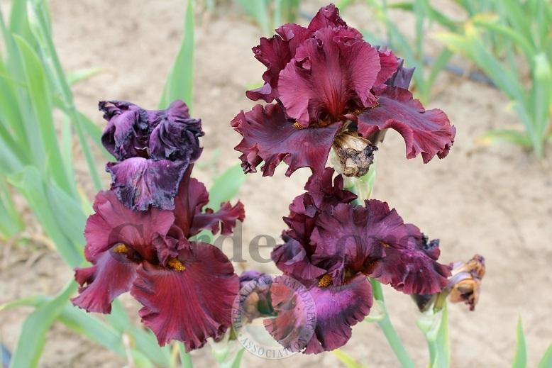 Photo of Tall Bearded Iris (Iris 'Cardinal Rule') uploaded by HighdesertNiki