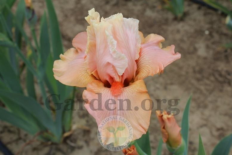 Photo of Tall Bearded Iris (Iris 'Coral Charm') uploaded by HighdesertNiki
