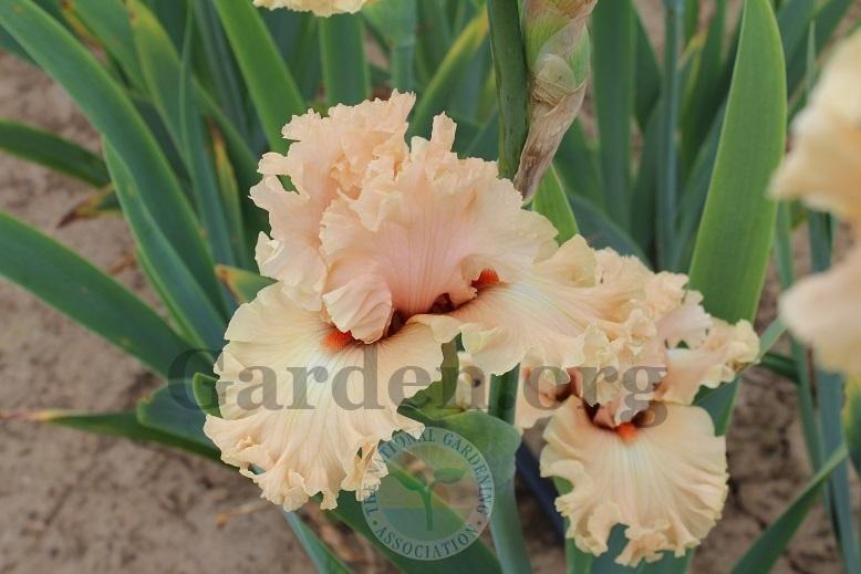 Photo of Tall Bearded Iris (Iris 'Coralina') uploaded by HighdesertNiki