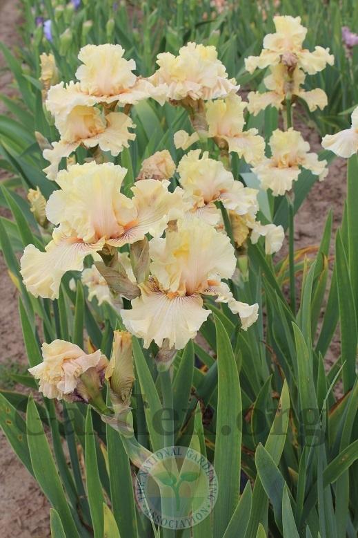 Photo of Tall Bearded Iris (Iris 'Cotillion Gown') uploaded by HighdesertNiki
