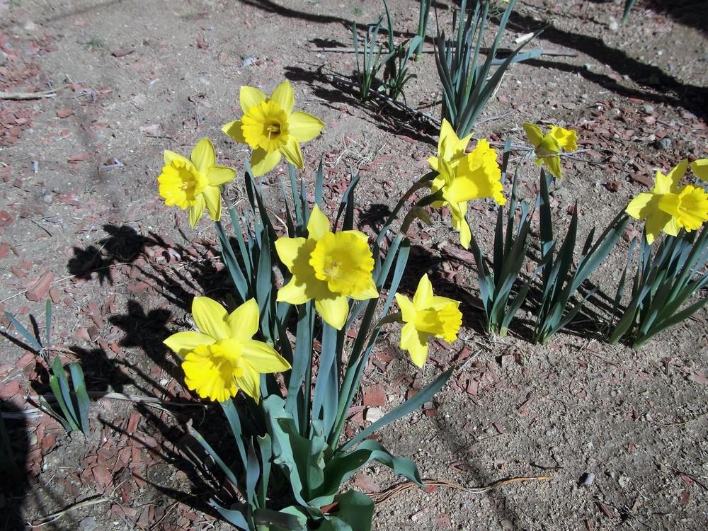 Photo of Daffodils (Narcissus) uploaded by cbw1953