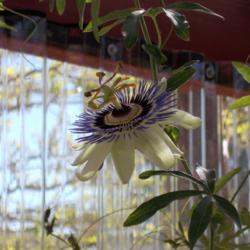 Location: My yard, Yucca Valley,Ca
Date: 2016-03-16
Blue Passion Flower !