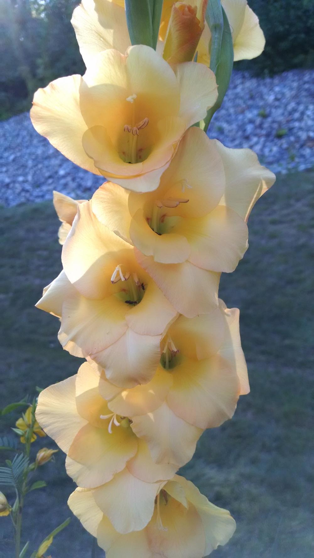 Photo of Gladiola (Gladiolus) uploaded by joannakat