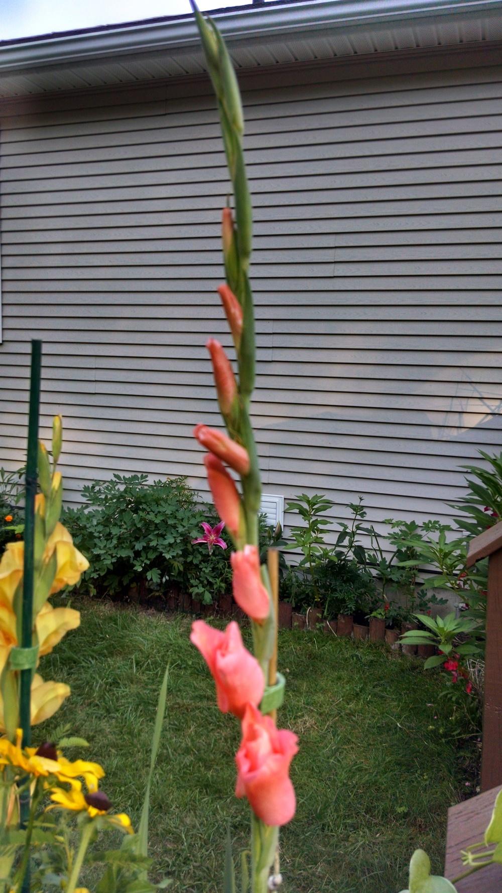 Photo of Gladiola (Gladiolus) uploaded by joannakat