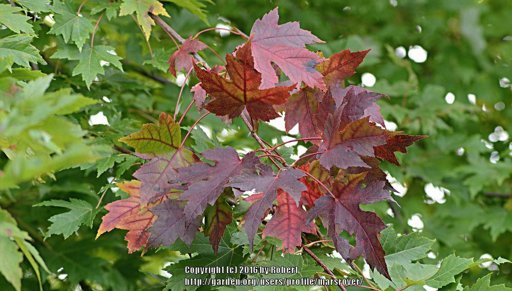 Photo of Freeman's Maple (Acer x freemanii Autumn Blaze®) uploaded by marsrover