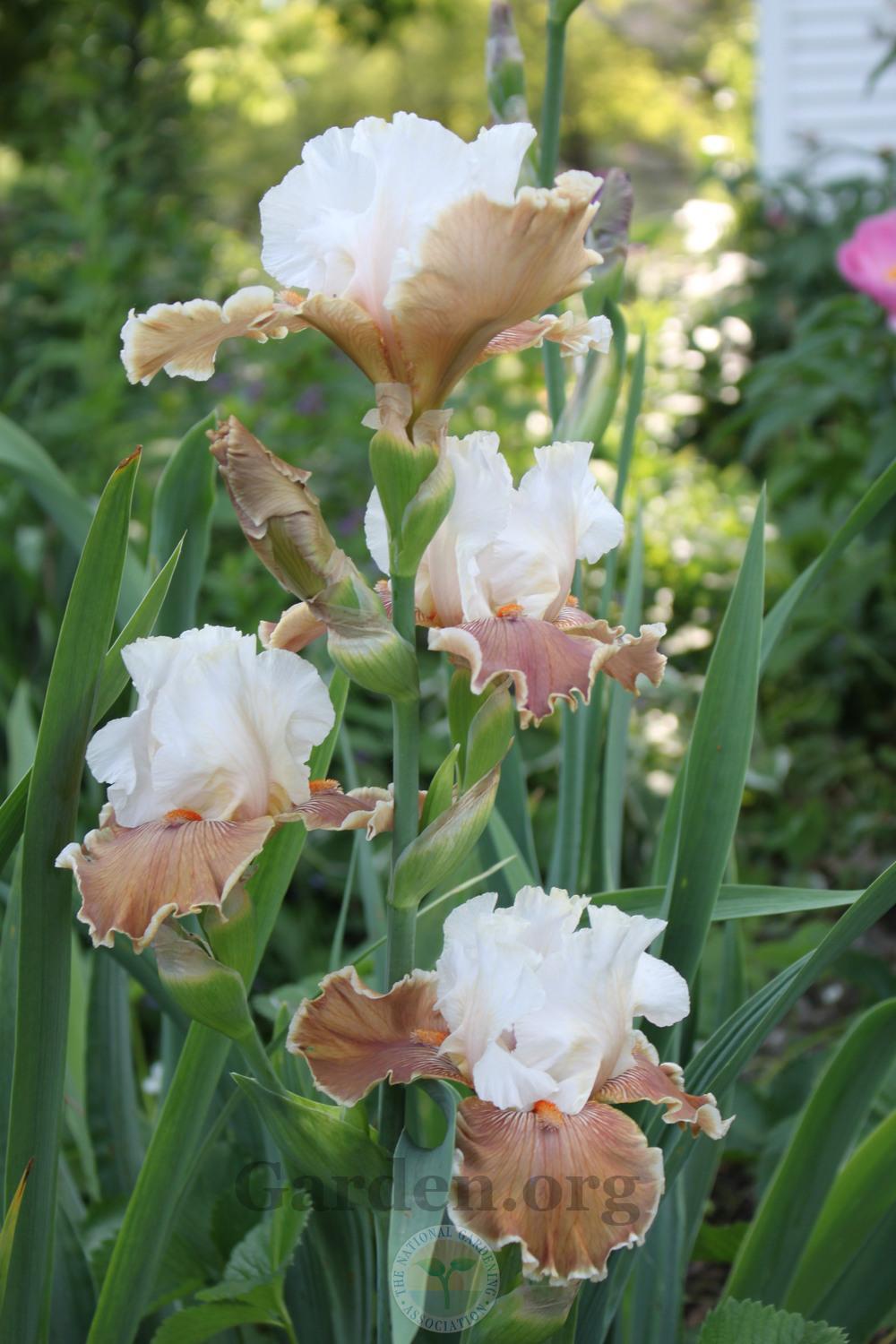 Photo of Tall Bearded Iris (Iris 'Coffee Whispers') uploaded by sgardener