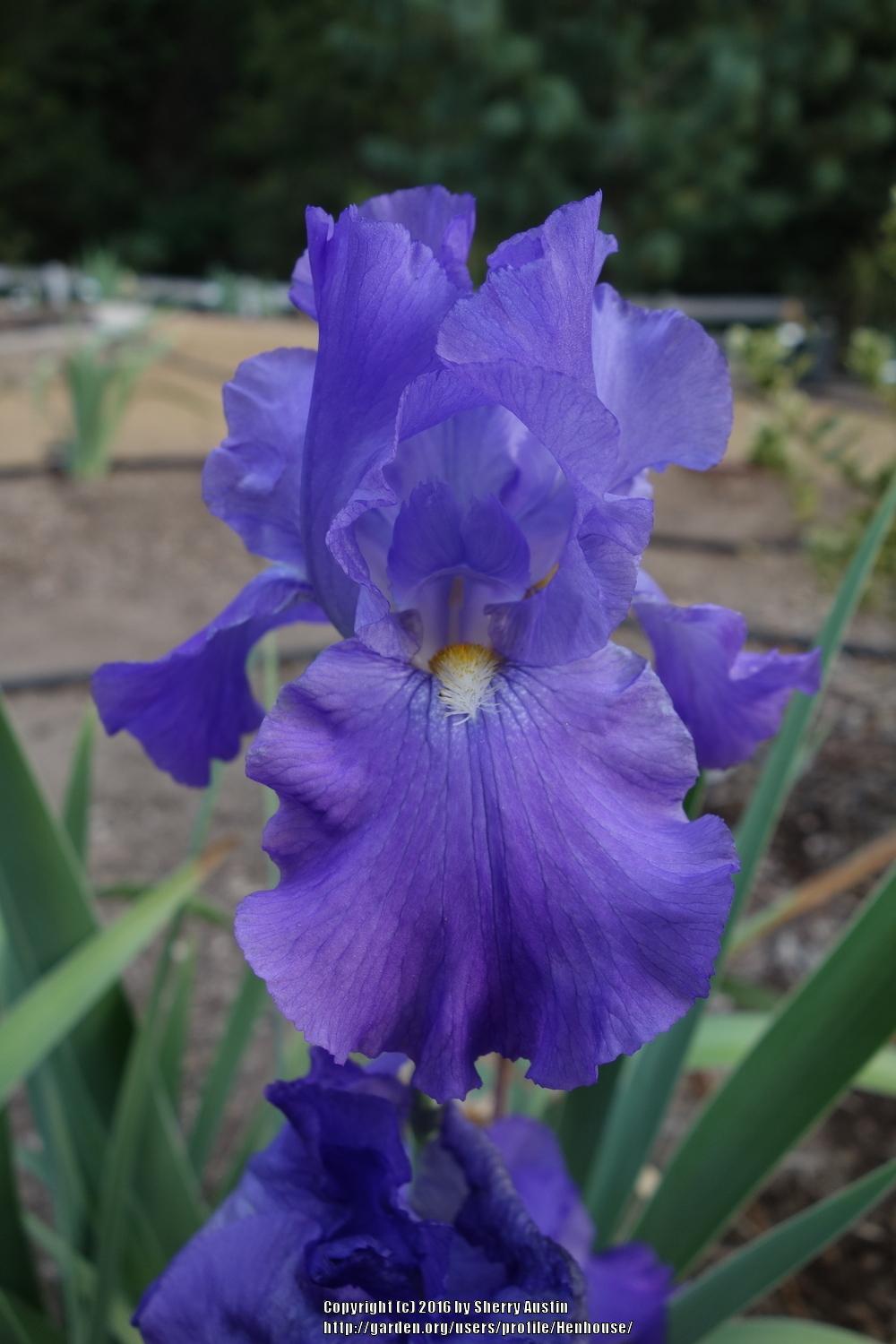Photo of Tall Bearded Iris (Iris 'Feed Back') uploaded by Henhouse