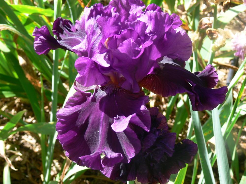 Photo of Tall Bearded Iris (Iris 'Fine Wine') uploaded by janwax