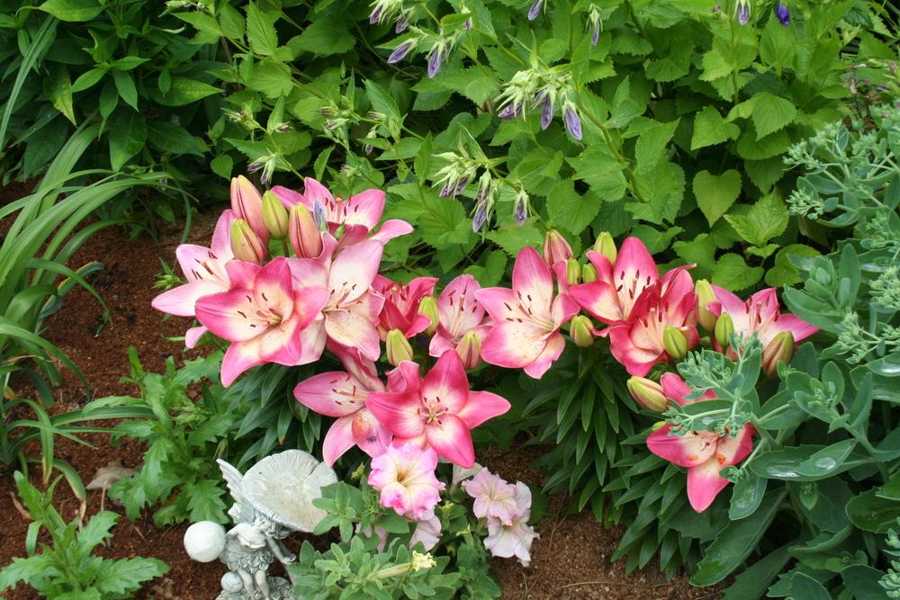 Photo of Lily (Lilium 'Tiny Dancer') uploaded by 4susiesjoy