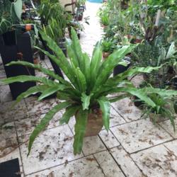 Location: Houston, TX
Date: 2016-11-02
Fronds are approximately 3 to 4 feet in length each.  Plant is ab