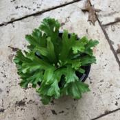 Young plant in a 6 inch plastic azalea pot.