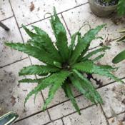 Whole plant, several years old at the time of the pic.