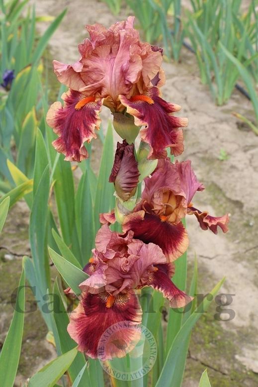 Photo of Tall Bearded Iris (Iris 'Drinks at Sunset') uploaded by HighdesertNiki