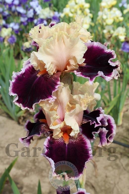Photo of Tall Bearded Iris (Iris 'Dazzle') uploaded by HighdesertNiki