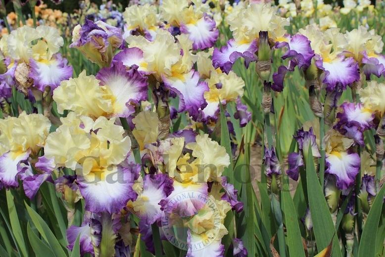 Photo of Tall Bearded Iris (Iris 'Day on the Bay') uploaded by HighdesertNiki