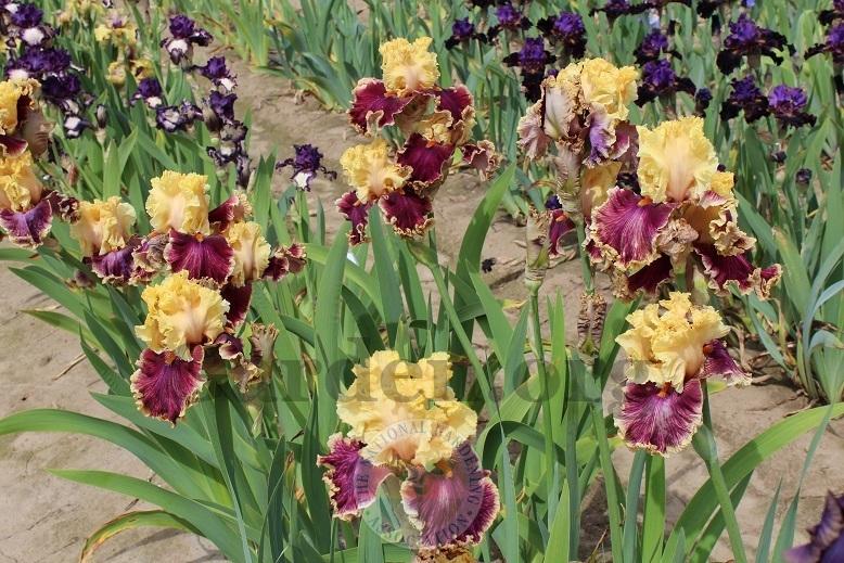 Photo of Tall Bearded Iris (Iris 'Decadence') uploaded by HighdesertNiki
