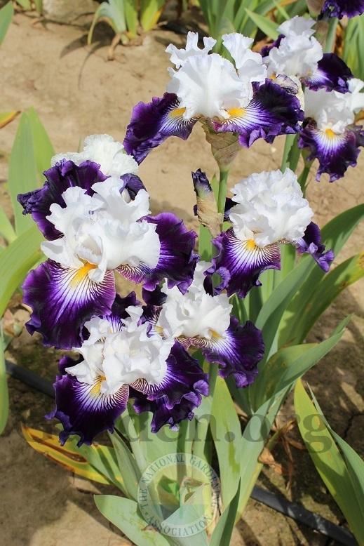 Photo of Tall Bearded Iris (Iris 'Dancing Star') uploaded by HighdesertNiki