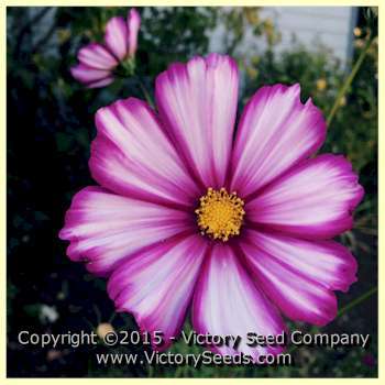 Photo of Cosmos (Cosmos bipinnatus 'Candy Stripe') uploaded by Lalambchop1