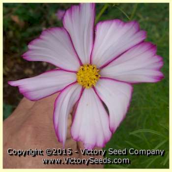 Photo of Cosmos (Cosmos bipinnatus 'Candy Stripe') uploaded by Lalambchop1
