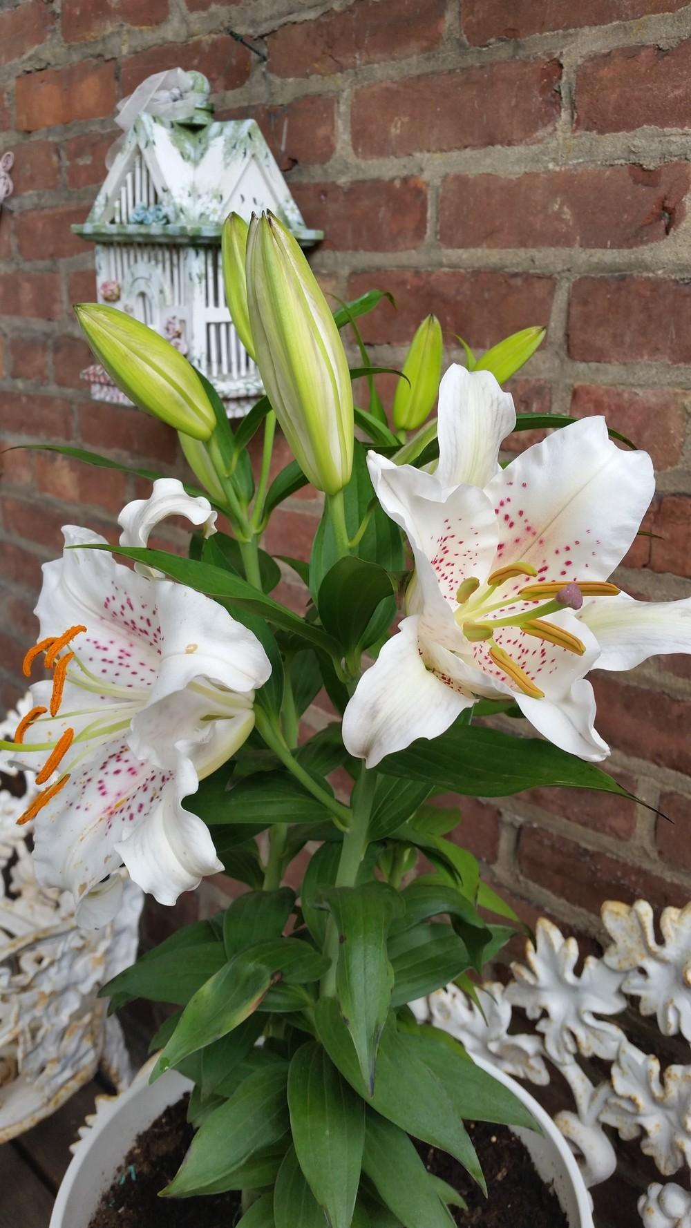 Photo of Oriental Lily (Lilium 'Muscadet') uploaded by QueenDreama
