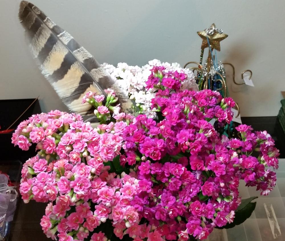 Photo of Kalanchoes (Kalanchoe) uploaded by QueenDreama