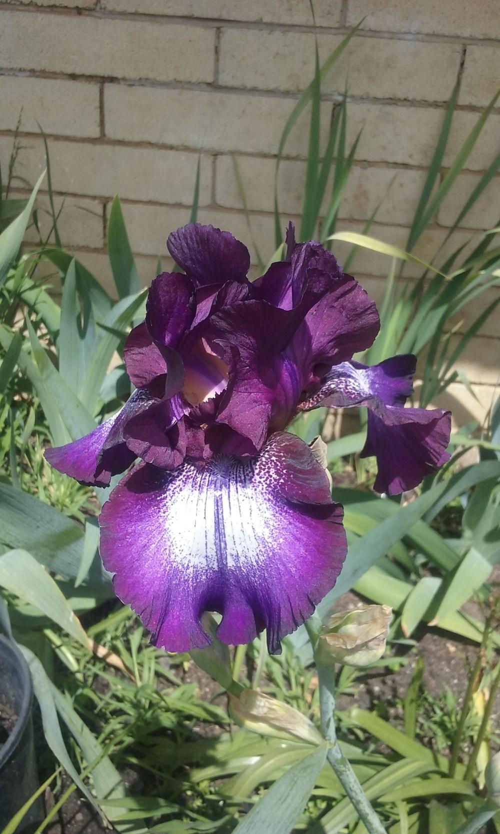 Photo of Tall Bearded Iris (Iris 'Palace Gossip') uploaded by gwhizz