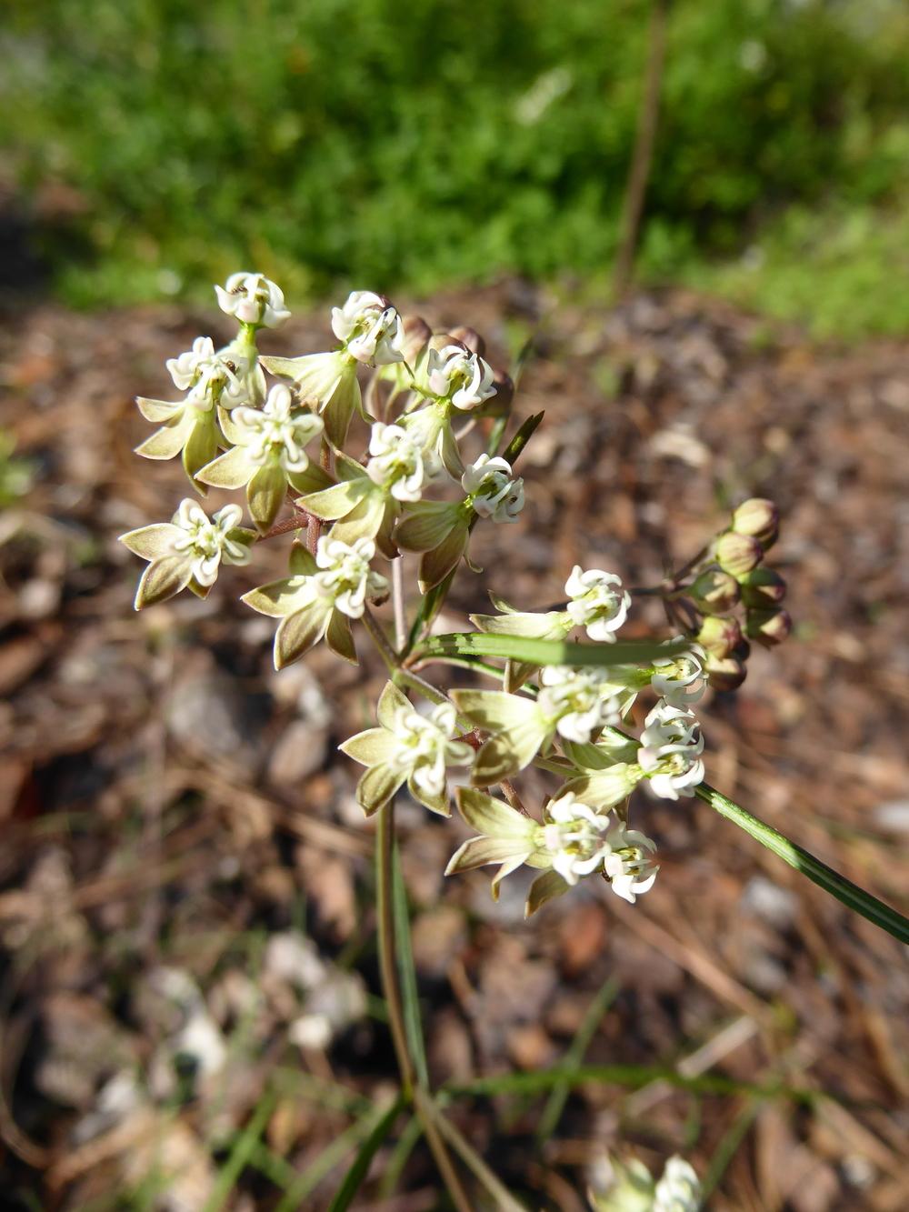 Photo of Whorled Milkweed (Asclepias verticillata) uploaded by mellielong