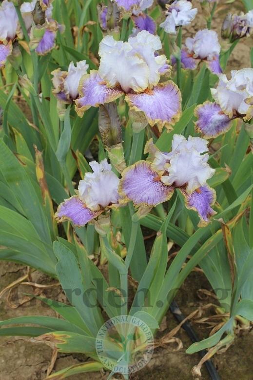 Photo of Tall Bearded Iris (Iris 'Effective') uploaded by HighdesertNiki
