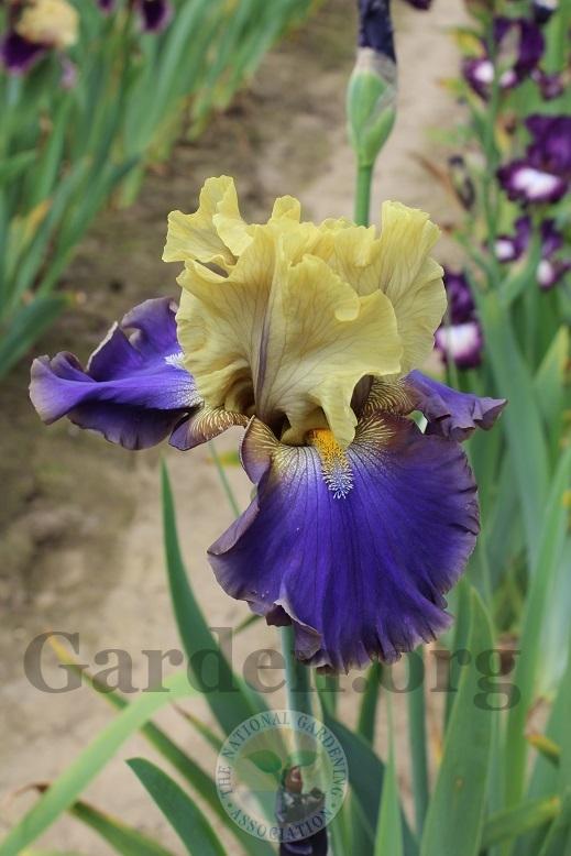 Photo of Tall Bearded Iris (Iris 'First Avenue') uploaded by HighdesertNiki