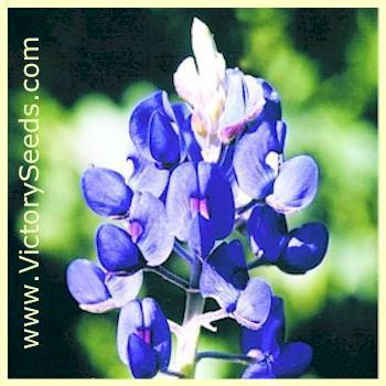 Photo of Texas Bluebonnet (Lupinus texensis) uploaded by Lalambchop1
