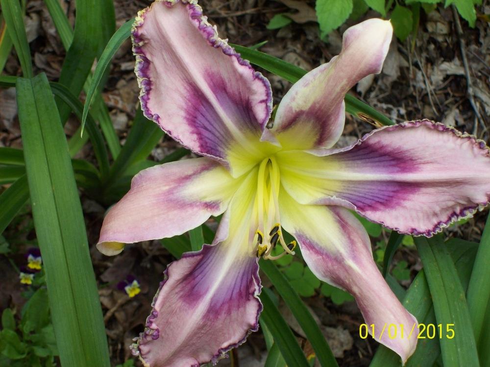 Photo of Daylily (Hemerocallis 'Entwined in the Vine') uploaded by hillbilly