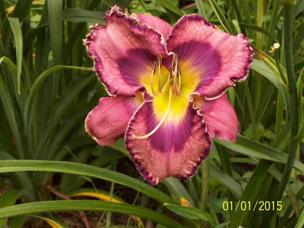 Photo of Daylily (Hemerocallis 'God Save the Queen') uploaded by hillbilly