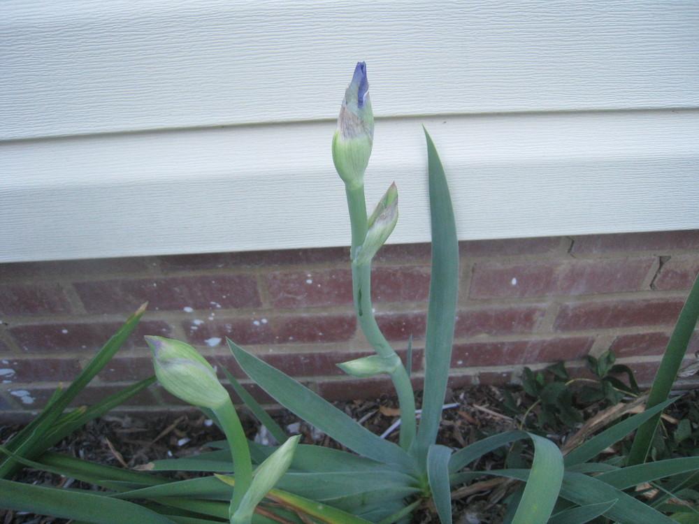 Photo of Tall Bearded Iris (Iris 'Clarence') uploaded by Hemophobic
