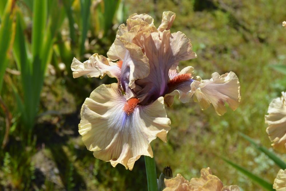 Photo of Tall Bearded Iris (Iris 'Jealous Guy') uploaded by KentPfeiffer