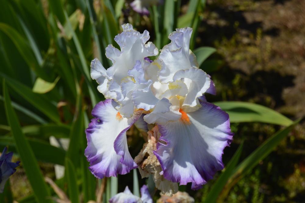 Photo of Tall Bearded Iris (Iris 'In the Loop') uploaded by KentPfeiffer