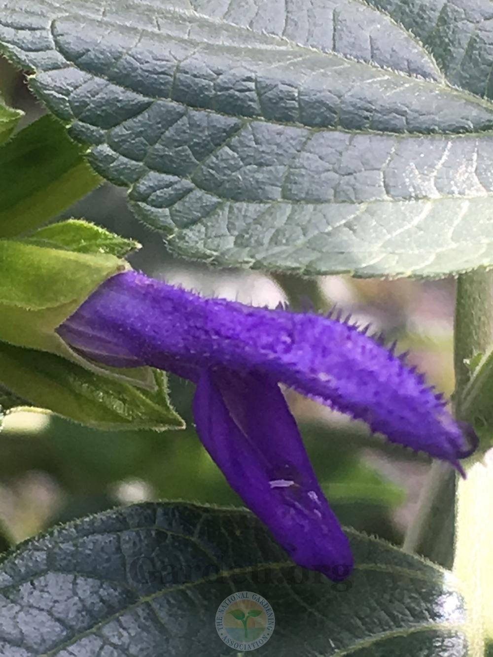 Photo of Mexican Sage (Salvia mexicana 'Limelight') uploaded by springcolor