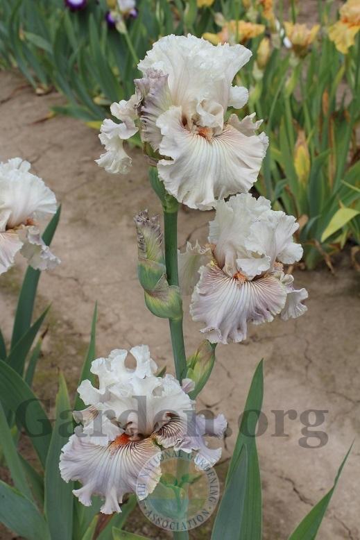 Photo of Tall Bearded Iris (Iris 'Ghost Writer') uploaded by HighdesertNiki