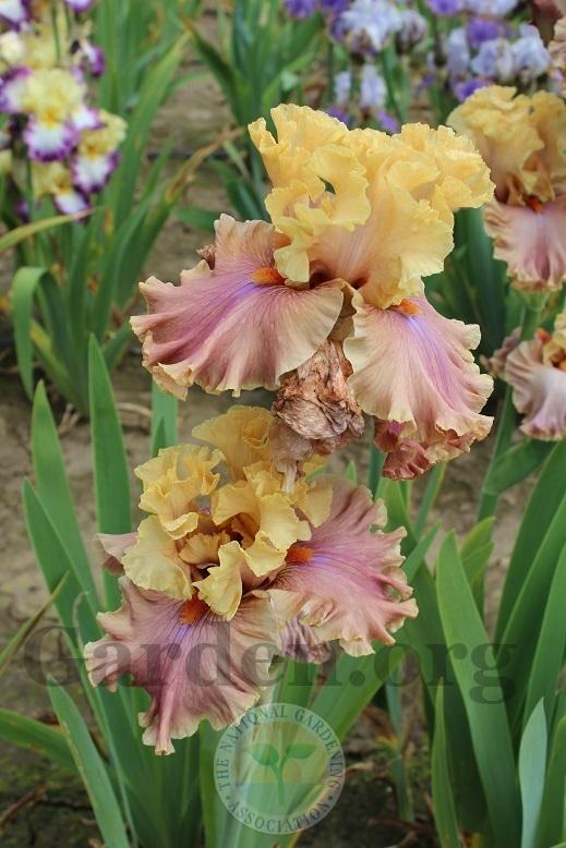 Photo of Tall Bearded Iris (Iris 'Glamazon') uploaded by HighdesertNiki