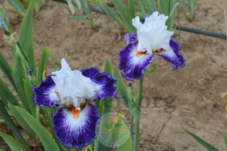 Photo of Tall Bearded Iris (Iris 'Gypsy Lord') uploaded by HighdesertNiki